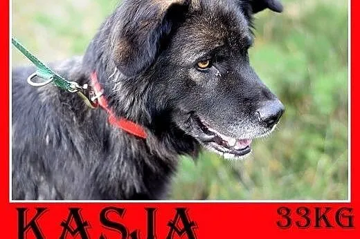 33kg,duża,przyjazna,wesoła suczka KASJA.Adopcja,  śląskie Katowice