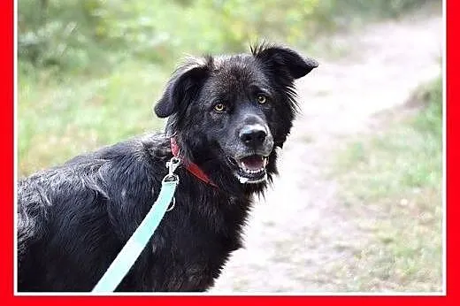 33kg,duża,przyjazna,wesoła suczka KASJA.Adopcja,  