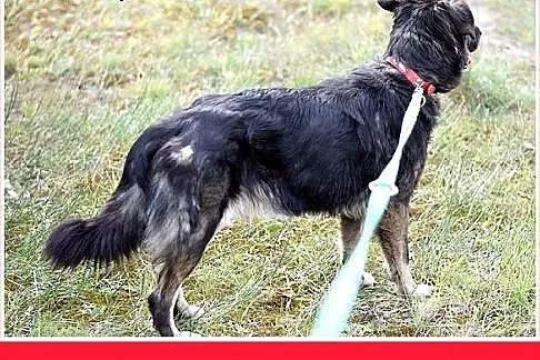 33kg,duża,przyjazna,wesoła suczka KASJA.Adopcja,  