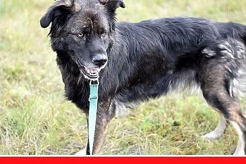 33kg,duża,przyjazna,wesoła suczka KASJA.Adopcja,  