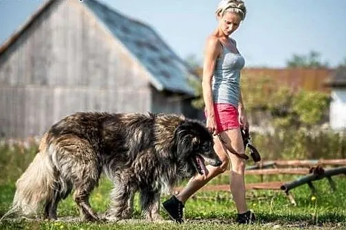 ASLAN - kochany, starszy pies szuka przyjaciela,  