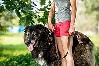 ASLAN - kochany, starszy pies szuka przyjaciela,  