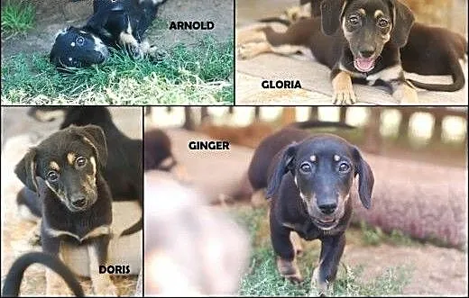Jamniczkowe pieski do adopcji , Kundelki cała Pol