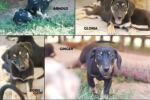 Jamniczkowe pieski do adopcji , Kundelki cała Polska