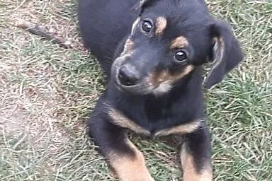 Jamniczkowe pieski do adopcji ,  Kundelki cała Pol