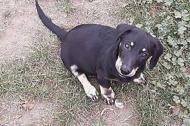Jamniczkowe pieski do adopcji ,  Kundelki cała Pol