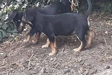 Jamniczkowe pieski do adopcji ,  Kundelki cała Pol
