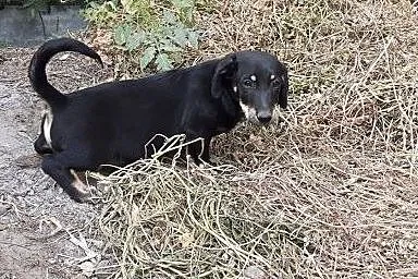 Jamniczkowe pieski do adopcji ,  Kundelki cała Pol