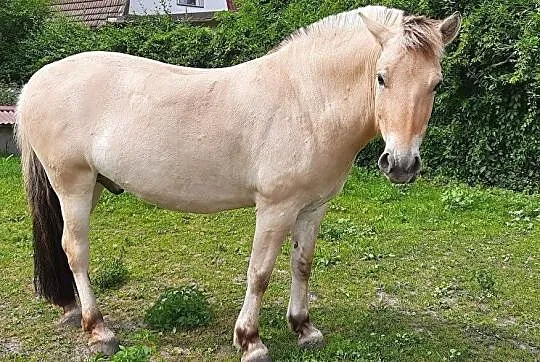 Fiord, wałach, 5 lat, , Domaniów