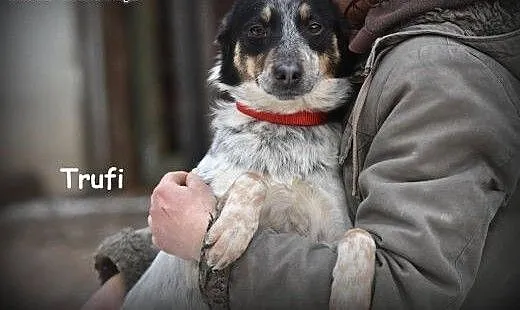 Trufi młody, przyjazny chłopak do adopcji, małopo