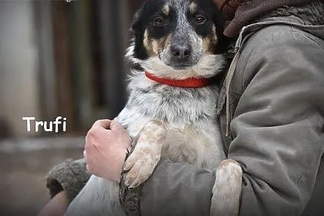 Trufi młody, przyjazny chłopak do adopcji, małopolskie Kraków