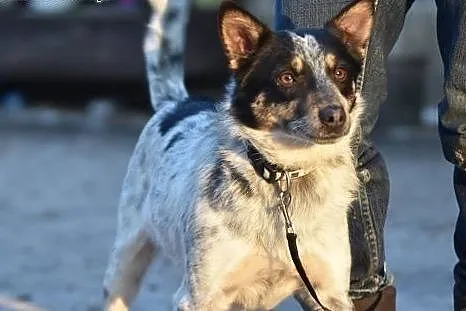 Trufi młody, przyjazny chłopak do adopcji,  małopo