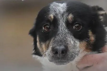 Trufi młody, przyjazny chłopak do adopcji,  małopo