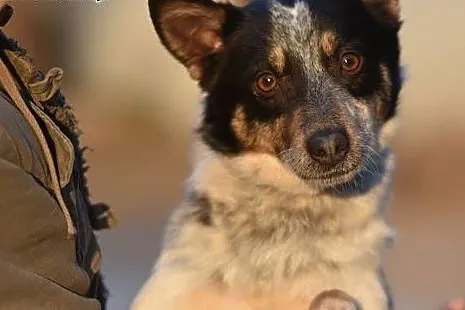 Trufi młody, przyjazny chłopak do adopcji,  małopo
