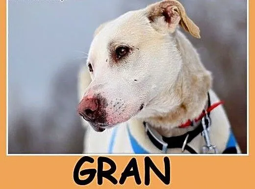 GRAN,pies dla aktywnych,łagodny,chętny do nauki,ap