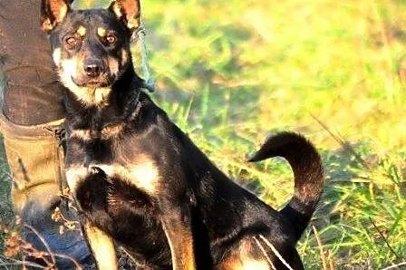 PYCHOCIA-wesoła, radosna, energiczna, bardzo bystra suczka szuka domu,  małopolskie Kraków