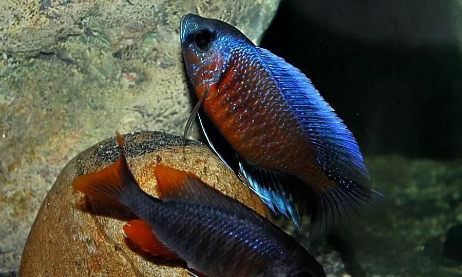 pyszczaki Copadichromis Borleyi, Warmińsko-mazurskie, Olsztyn