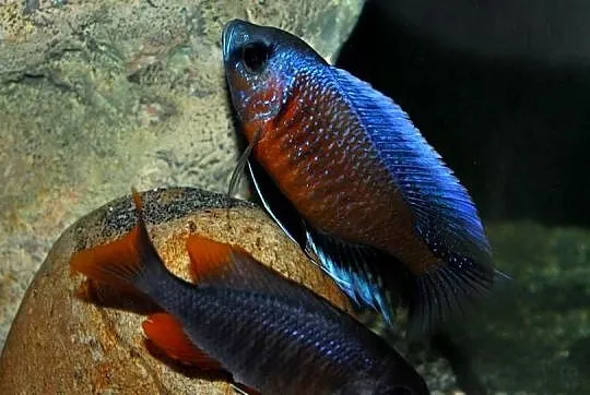 pyszczaki Copadichromis Borleyi, Warmińsko-mazurskie, Olsztyn