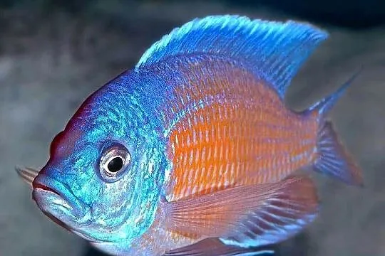 pyszczaki Copadichromis Borleyi, Warmińsko-mazurskie, Olsztyn