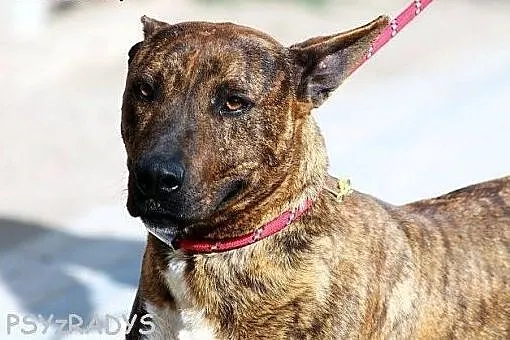 ZIOMEK piękny amstaff w wersji kompatkowej,  mazow