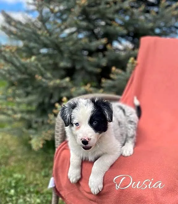 Szczeniak border collie z rodowodem (z badaniami gen. rodziców), Świętokrzyskie, Wola Murowana