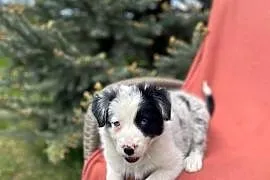 Szczeniak border collie z rodowodem (z badaniami gen. rodziców)