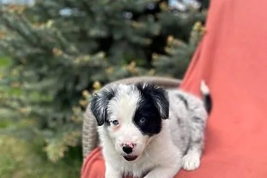 Szczeniak border collie z rodowodem (z badaniami gen. rodziców), Świętokrzyskie, Wola Murowana