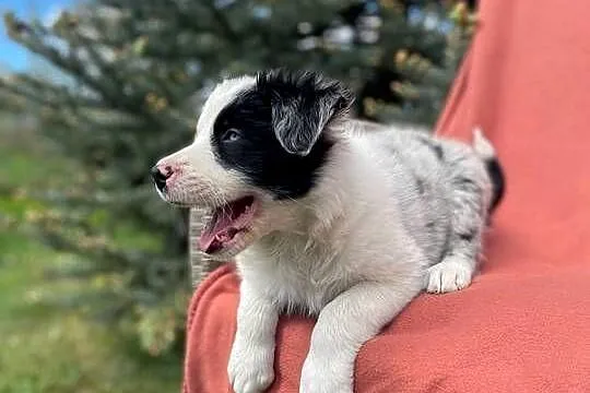 Szczeniak border collie z rodowodem (z badaniami gen. rodziców), Świętokrzyskie, Wola Murowana