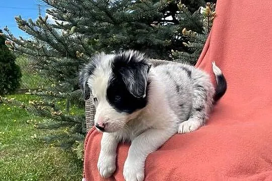 Szczeniak border collie z rodowodem (z badaniami gen. rodziców), Świętokrzyskie, Wola Murowana
