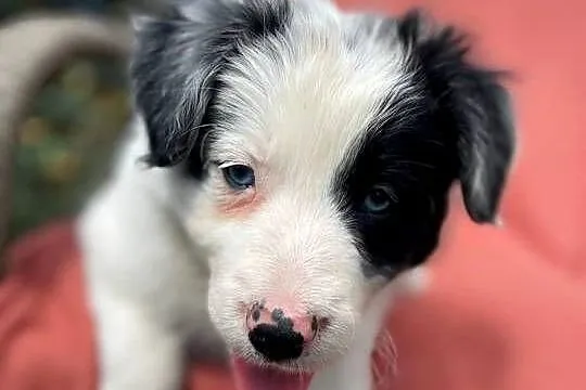 Szczeniak border collie z rodowodem (z badaniami gen. rodziców), Świętokrzyskie, Wola Murowana