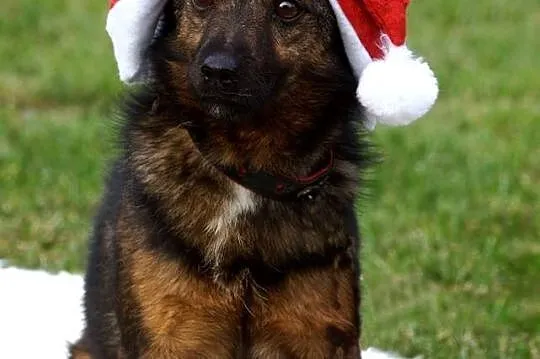 Bezkonfliktowy, radosny wesołek_ Aleksander, mały psiak do adopcji