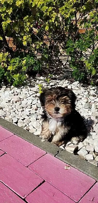 MORKIE XS (maltańczyk+Yorkshire Terrier), Lubelskie, Lublin