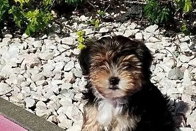 MORKIE XS (maltańczyk+Yorkshire Terrier), Lubelskie, Lublin