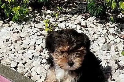 MORKIE XS (maltańczyk+Yorkshire Terrier), Lubelskie, Lublin