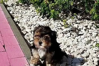 MORKIE XS (maltańczyk+Yorkshire Terrier), Lubelskie, Lublin