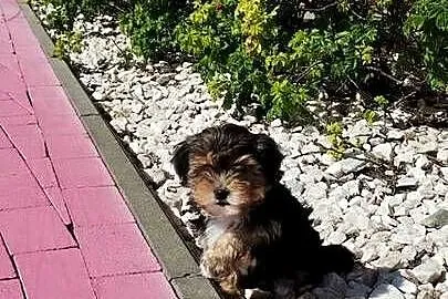 MORKIE XS (maltańczyk+Yorkshire Terrier), Lubelskie, Lublin