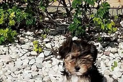 MORKIE XS (maltańczyk+Yorkshire Terrier), Lubelskie, Lublin
