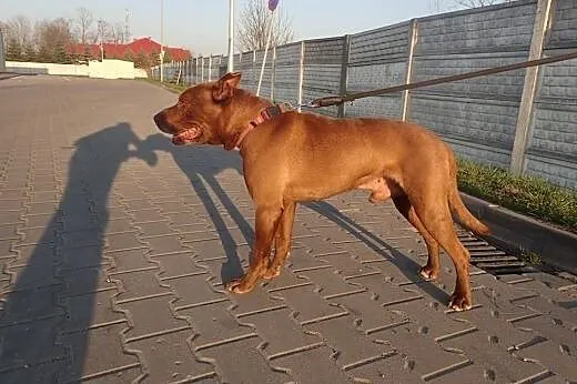 Pako- prawdziwy przyjaciel ,  dolnośląskie Wrocław