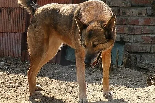 Belgijka ile czasu jej zostało ...tego nikt nie wi