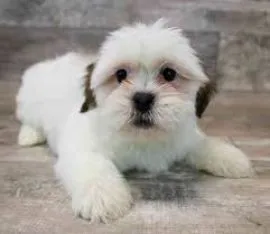 Szczeniak Lhasap Apso jest już dostępny i posiada wszystkie dokumenty.