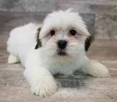 Szczeniak Lhasap Apso jest już dostępny i posiada wszystkie dokumenty.