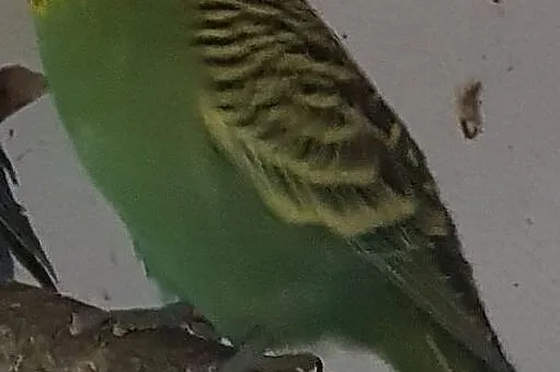 Papugi faliste, tęczowe i, , Zamość