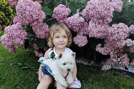 Szczeniaki West Highland White Terrier