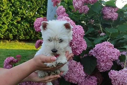Szczeniaki West Highland White Terrier, Łódzkie, Rawa Mazowiecka