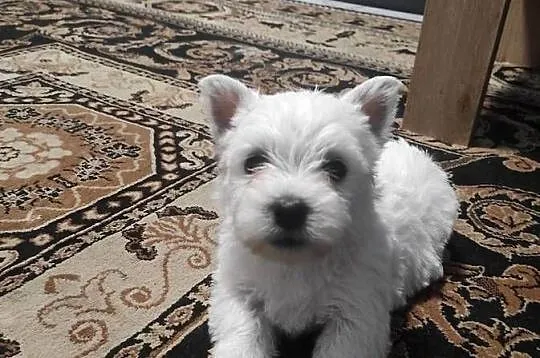 Szczeniaki West Highland White Terrier, Łódzkie, Rawa Mazowiecka