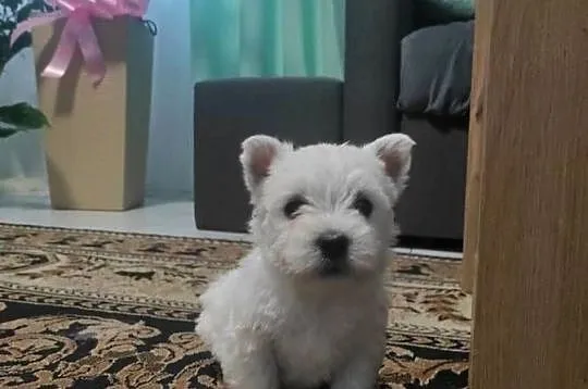 Szczeniaki West Highland White Terrier, Łódzkie, Rawa Mazowiecka