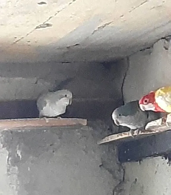 Sprzedam mnichy, Podkarpackie, Rzeszów