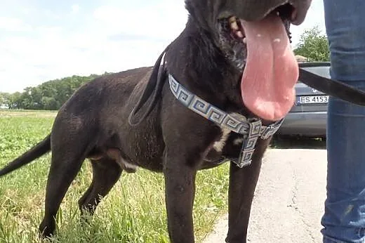 Andrew- młodziak amstaff do adopcji,  Amstaff cała