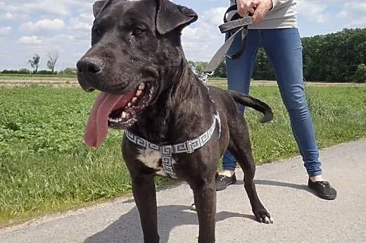 Andrew- młodziak amstaff do adopcji,  Amstaff cała