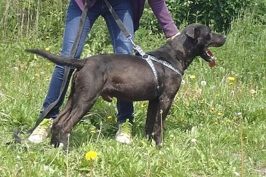 Andrew- młodziak amstaff do adopcji,  Amstaff cała